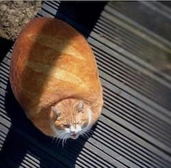 Cool In Roblox Medal Tv - cat bread roblox
